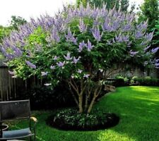 30 SEMI🌿VITEX AGNUS CASTUS 🌿 "Agno Casto"🌿2022 comprar usado  Enviando para Brazil