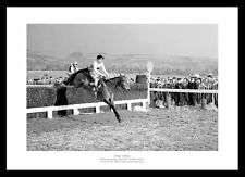 Arkle 1964 cheltenham for sale  FARNHAM