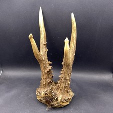 Skull antlers gothic for sale  CULLOMPTON