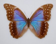 butterfly taxidermy for sale  PERSHORE