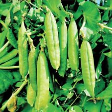 Pea plants onward for sale  EVESHAM