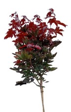 Blut ahorn crimson gebraucht kaufen  Uplengen