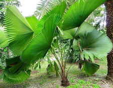 Licuala peltata fan for sale  USA