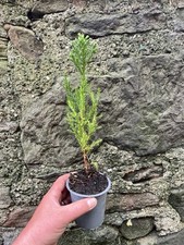 Giant redwood sequoiadendron for sale  EDINBURGH