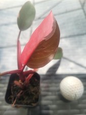 6 plants 7 air for sale 6 plants 7 air for sale Chicago