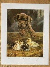 Chocolate labrador puppy for sale  HELENSBURGH