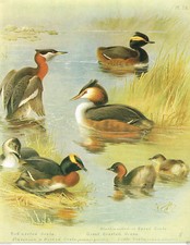 Black necked slavonian for sale  DEREHAM