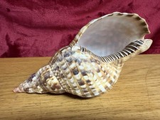 Triton trumpet seashell for sale  KING'S LYNN