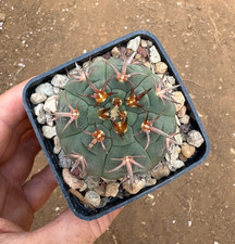 Gymnocalycium spegazzini ungui usato Gymnocalycium spegazzini ungui usato  Menfi