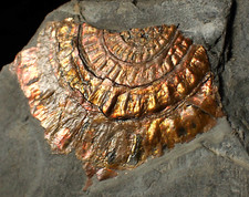 Iridescent ammonite fossil for sale  BRISTOL
