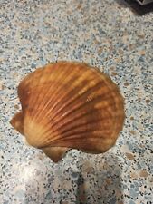 Jakobsmuscheln muscheln musche gebraucht kaufen  Schmallenberg