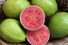 Psidium guajava cv. usato  Napoli