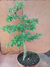 Bonsai weißdorn rohling gebraucht kaufen  Bad Nenndorf