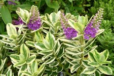 Hebe franciscana bush for sale  NORTHAMPTON