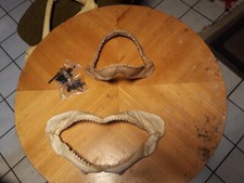 Haifisch gebiss alt gebraucht kaufen  Kerken