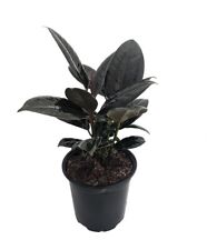 Burgundy rubber tree for sale  Wadsworth