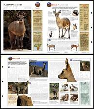Klipspringer 208 mammals for sale  SLEAFORD