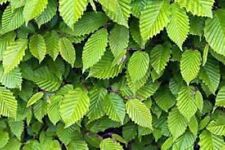 Common hornbeam seeds for sale Common hornbeam seeds for sale  CAMBORNE