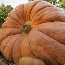 Atlantic giant pumpkin for sale  USA
