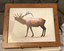 Rocky mtn. elk for sale  Vilonia