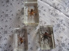 Collection insectes bestioles d'occasion  Gap