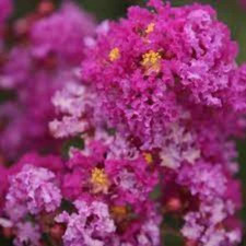 Graines lilas indes d'occasion  Paris II