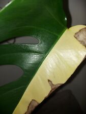 Monstera aurea yellow gebraucht kaufen  Osterhofen