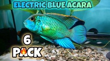 south american cichlids for sale south american cichlids for sale Palm Beach Gardens