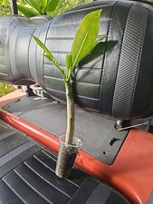 plumeria trees pots for sale plumeria trees pots for sale Englewood