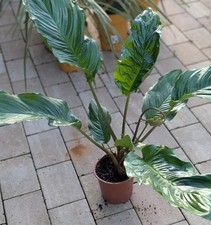Xxl fledermausblume tacca gebraucht kaufen  Bernau