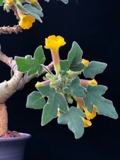 Uncarina grandidieri rara usato  Spedire a Italy