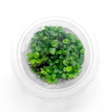 New anubias nana for sale  San Jose