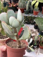Crassula arborescens silver for sale  Temecula