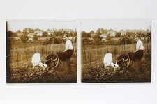 Field with goats d'occasion  Expédié en Belgium