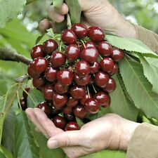 Stella dwarf cherry for sale  LONDON