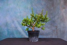 Dwarf jade pre for sale  North Fort Myers