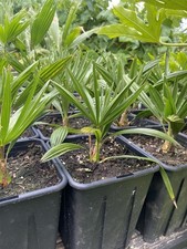 Trachycarpus priceps fortunei for sale  BRIERLEY HILL