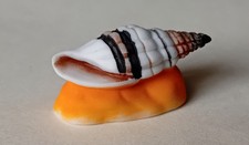 Feve feves coquillages d'occasion  Nouaillé-Maupertuis