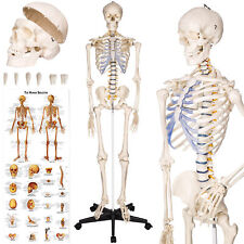 Human skeleton anatomical for sale  LONDON