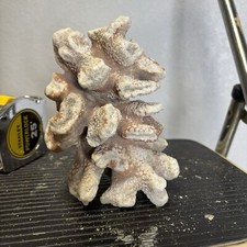 Natural white coral for sale  Tecumseh
