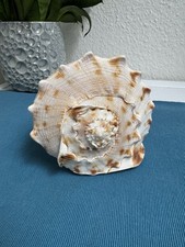 Große muschel gehörnte gebraucht kaufen Große muschel gehörnte gebraucht kaufen  Blieskastel