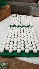 Tennessee red quail for sale  Nobleton