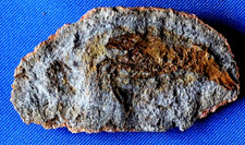 Jolie crevette fossile d'occasion  La Roche-sur-Yon