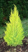 Wilma goldcrest dwarf for sale  NELSON