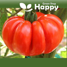 Vegetable tomato costoluto for sale  DONCASTER