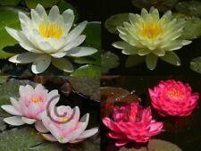 Nymphaea ninfea pianta usato  Italia