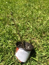 Live green apple for sale  Macon