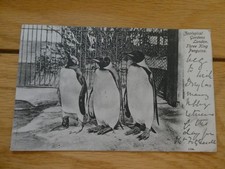 Postkarte 1903 königspinguine gebraucht kaufen  Versand nach Germany