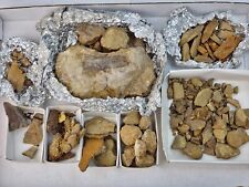Morrison formation dinosaur for sale  Rockledge