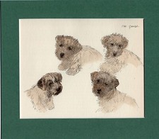 Border terrier hand for sale  SPALDING